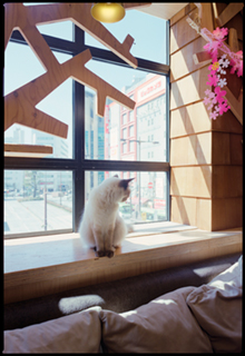 『東京百 豊島池袋猫のカフェ詣』